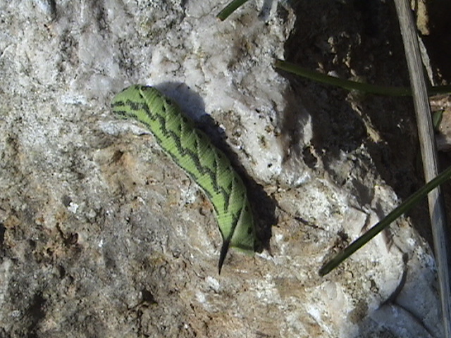 Che bruco ? Agrius convolvuli